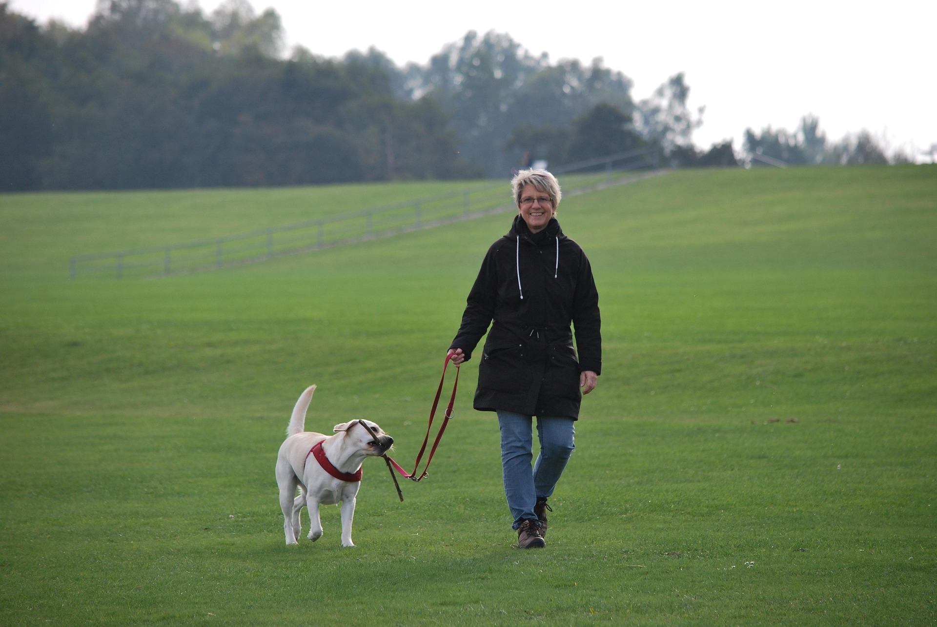 Dog enjoying personalized attention during trip