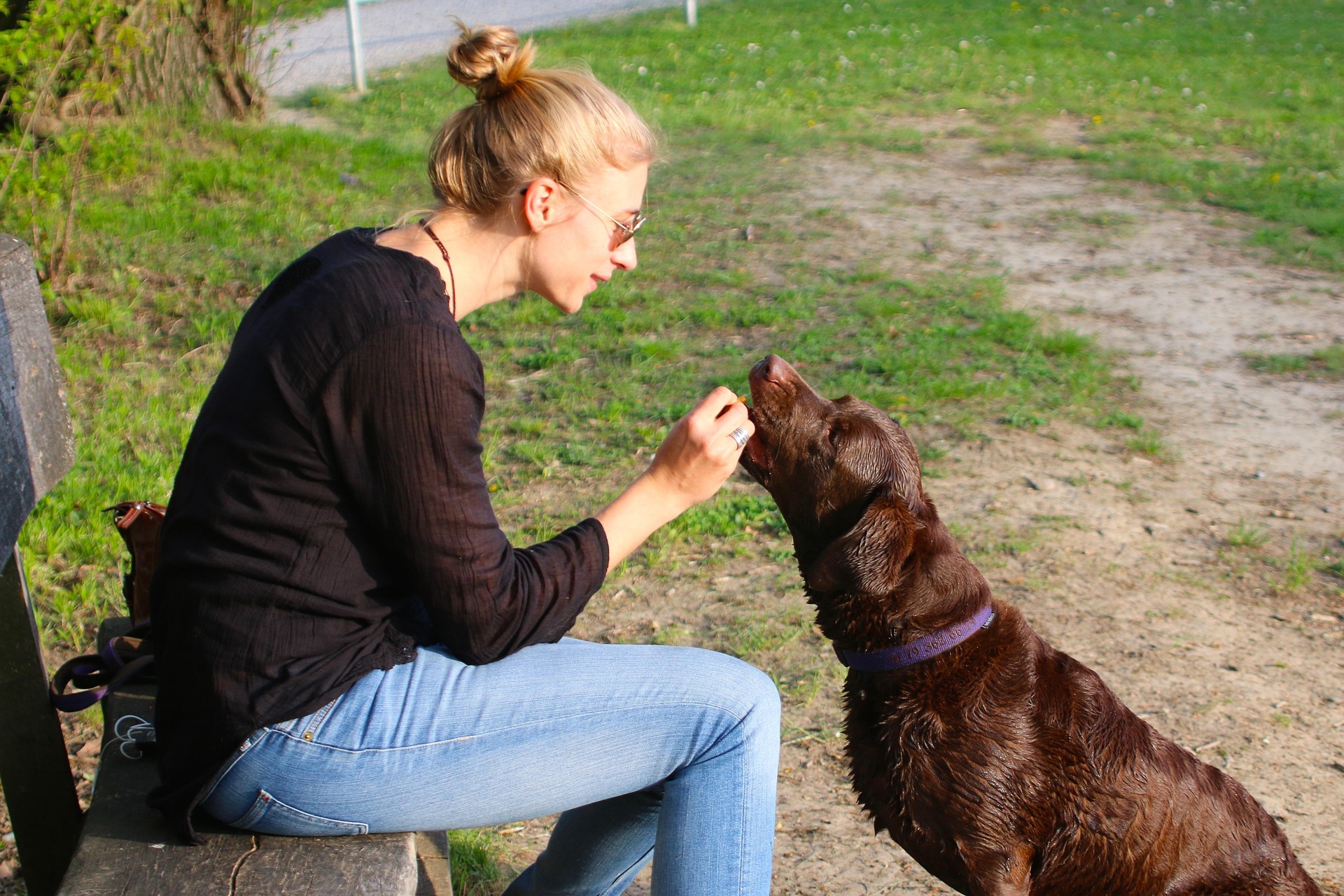Handler caring for dog during transport