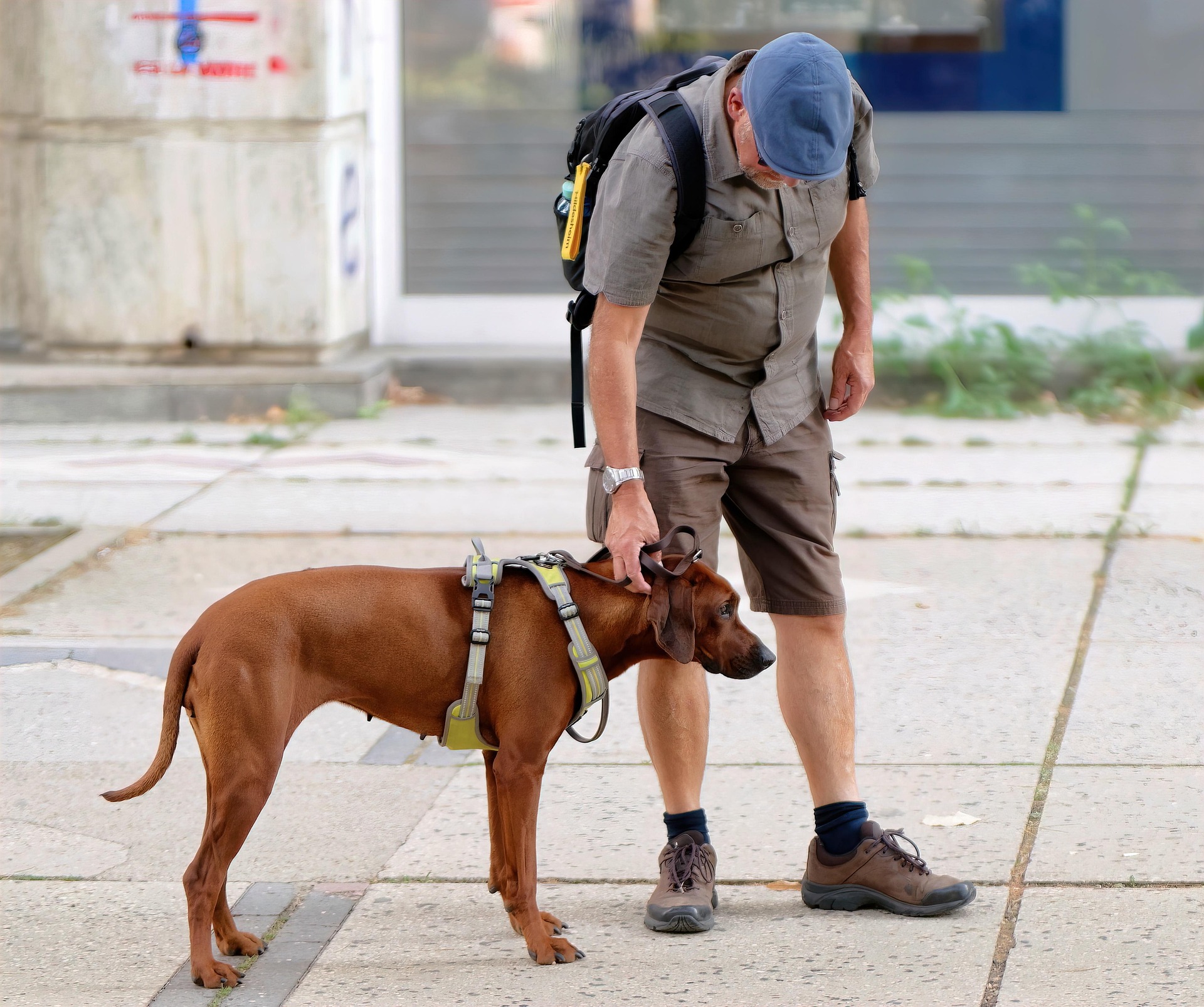 Handler bonding with dog during travel