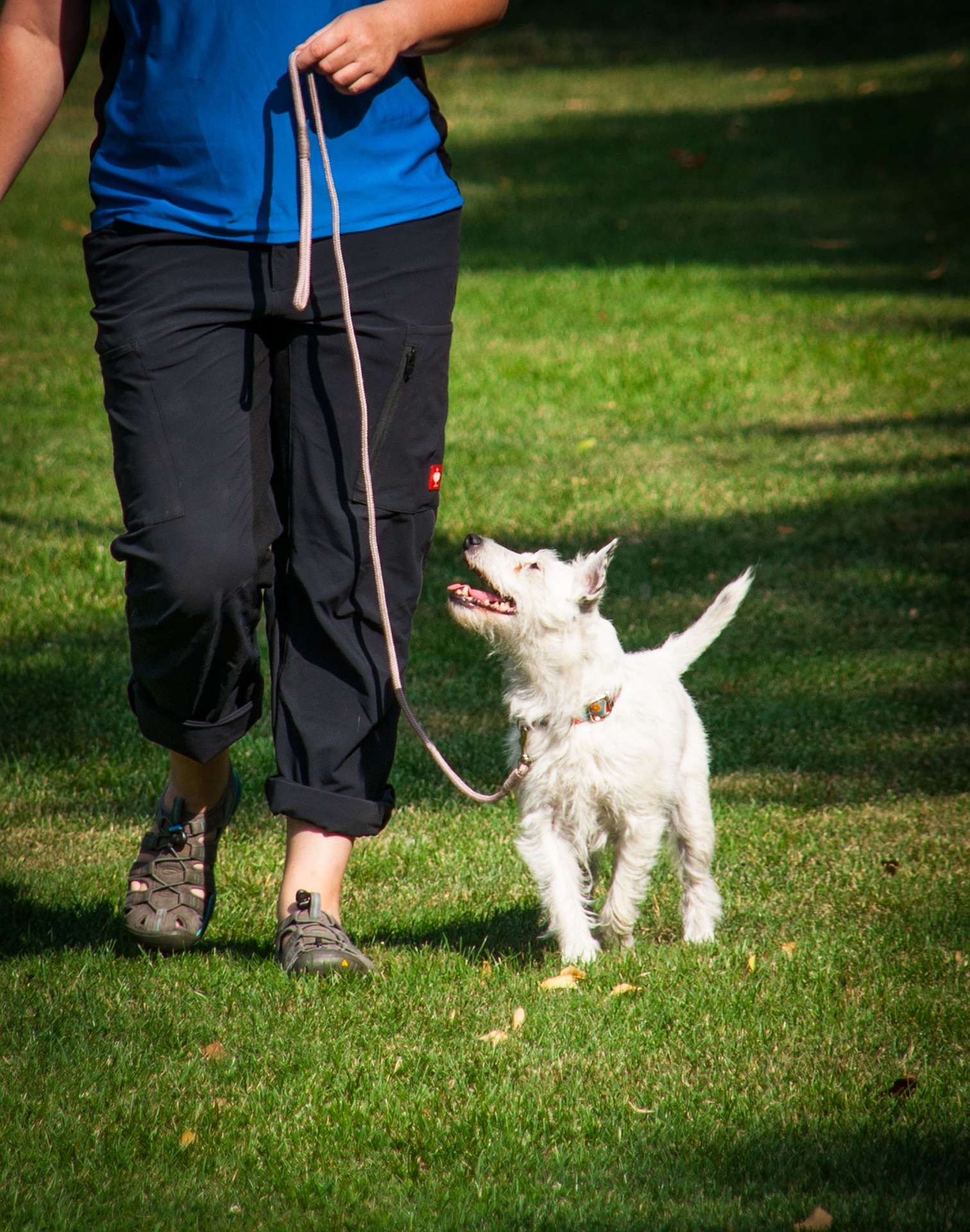 Handler with dog during outdoor break